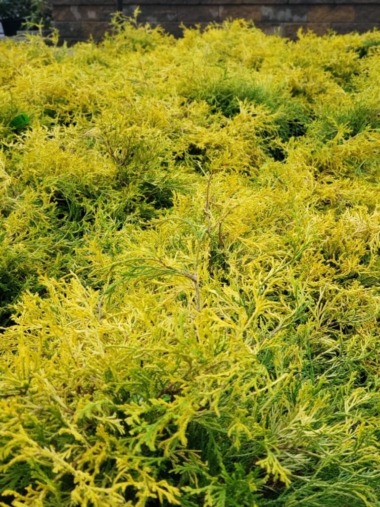 Close up of yellow shrub