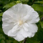 Perennial WhiteChiffon 2