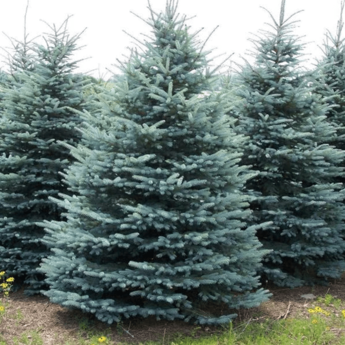 full trees of baby blue spruce