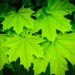 Sugar Maple leaves, bright green close up, four total