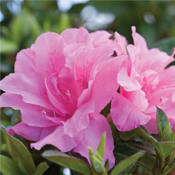 Shrubs - Carefree Lawn Center