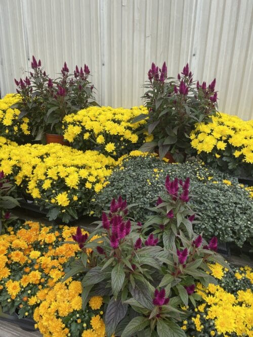 Our nursery offers 6"Mums