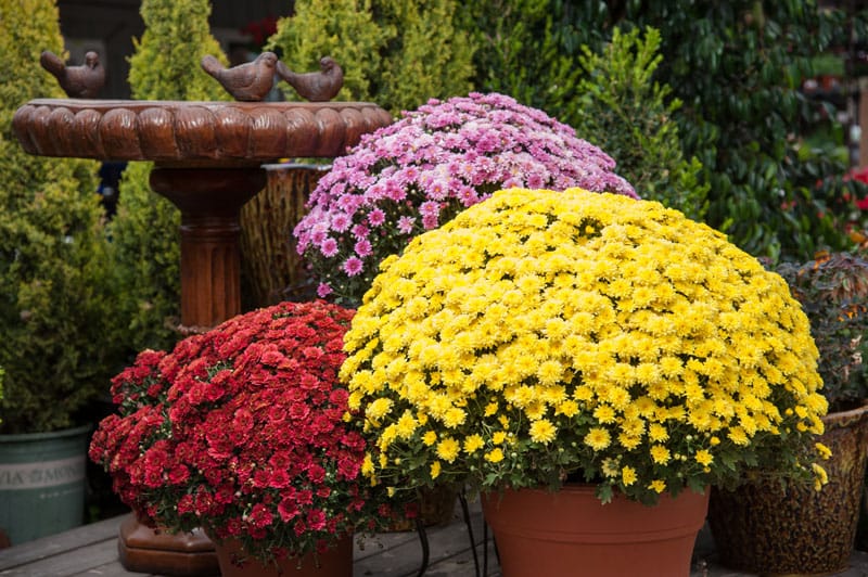 Get your fresh Mums from Carefree!