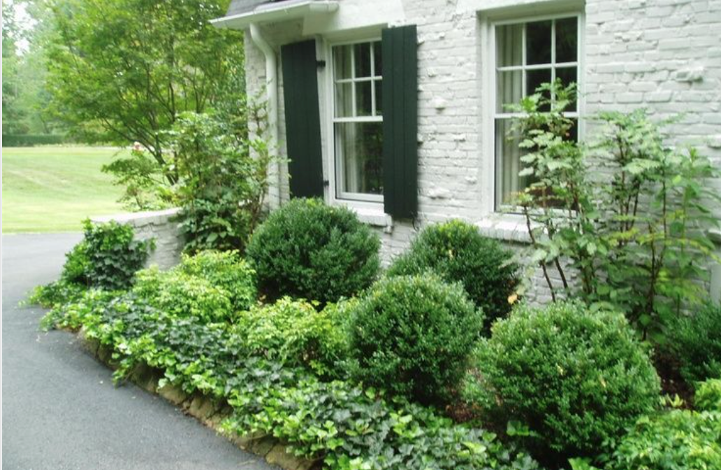 Boxwood in Home Landscaping