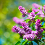 Beautiful flowering flowers of lilac tree at spring
