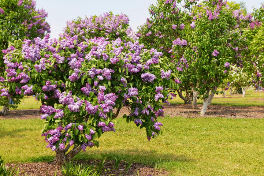 2024 IMAGE Flowering Trees Lilac Tree