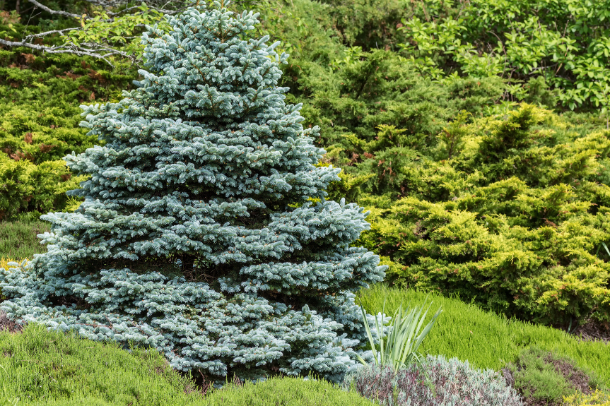 2024 IMAGE Privacy Trees Baby Blue Spruce