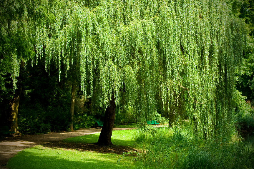 2024 IMAGE Shade Trees Willow Tree