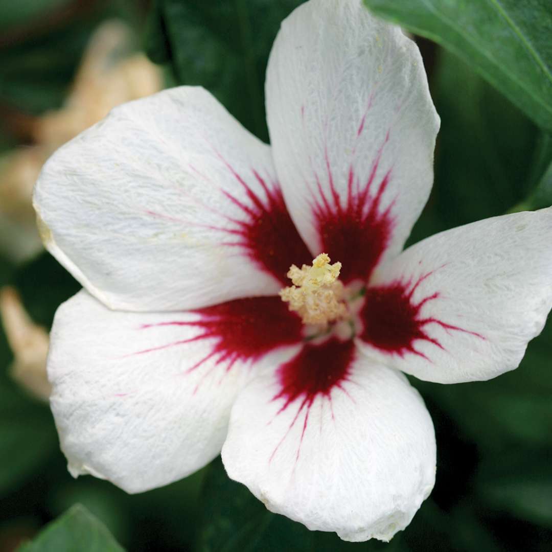 Shrubs - Carefree Lawn Center
