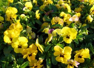 766816 Pansies Closeup Yellow