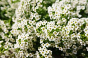 Alyssum'