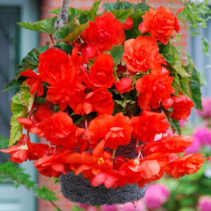 Begonia