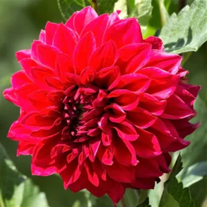 Dahlia Barbarossa.SHUT