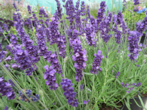 Lavandula angustifolia Hidcote English Lavender4