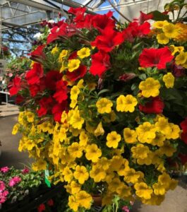 hanging basket