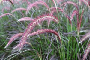 purple fountain grass